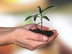 planta-en-crecimiento planta-en-crecimiento