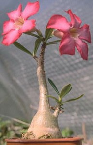 rosa-del-desierto-adenium-2